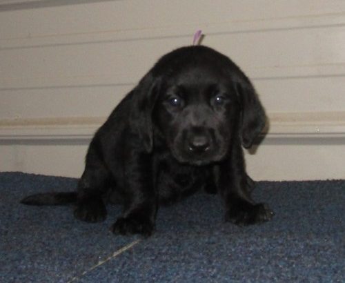 Labrador Retrieve