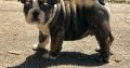 English Bulldog Puppies for sale