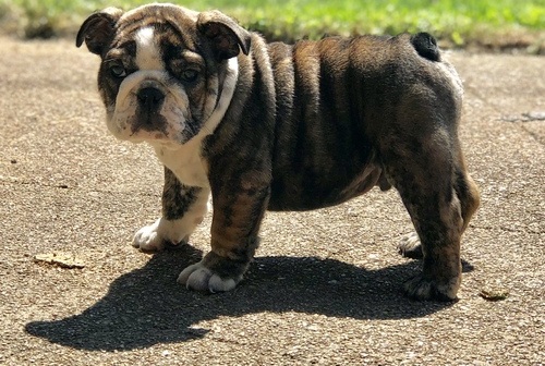 English Bulldog Puppies for sale