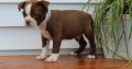 Bull Terrier