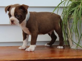 Bull Terrier