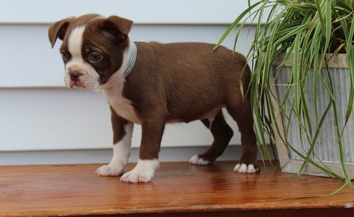 Bull Terrier