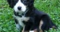 cavalier king Charles Spaniel Puppies Available for sale