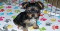 Teacup Yorkie Puppies Available for sale