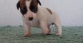 Jack Rusel Puppies Available for sal