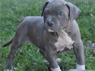 Pitbull Pups Puppies Available for sale