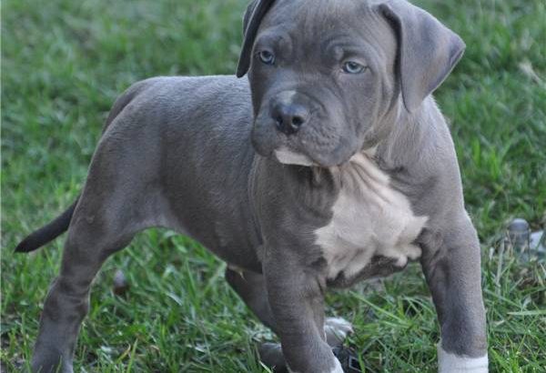 Pitbull Pups Puppies Available for sale