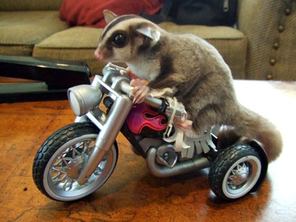 sugar gliders male and female