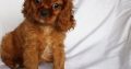 cavalier king Charles Spaniel Puppies Available for sale