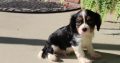 cavalier king Charles Spaniel Puppies Available for sale