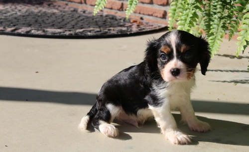 cavalier king Charles Spaniel Puppies Available for sale