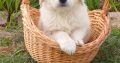 Gorgeous Golden Retriever puppies available – Cape Town