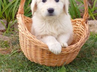 Gorgeous Golden Retriever puppies available – Cape Town