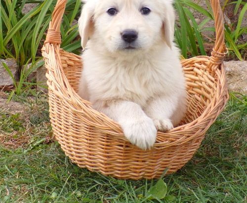 Gorgeous Golden Retriever puppies available – Cape Town