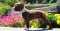 Bull Terrier Puppies Available for sale