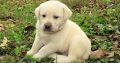 Labrador Retrieve