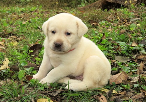 Labrador Retrieve
