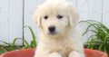 Golden Retriever Puppies For Sale