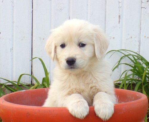Golden Retriever Puppies For Sale