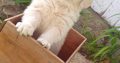 Golden Retriever Puppies For Sale