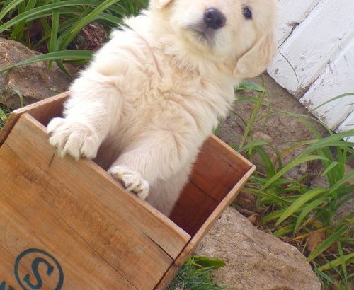 Golden Retriever Puppies For Sale