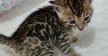 Bengal kitten for sale