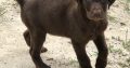 Labrador Retrieve