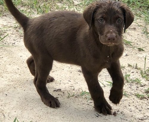 Labrador Retrieve