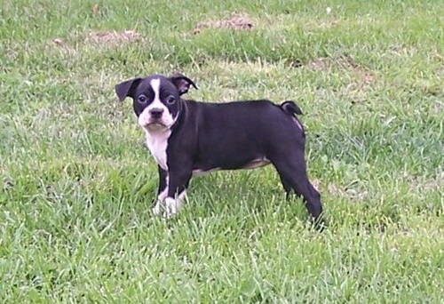 Bull Terrier
