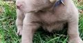 Labrador Retrieve
