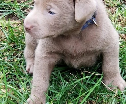 Labrador Retrieve
