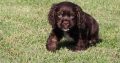 cocker spaniel puppies for sale