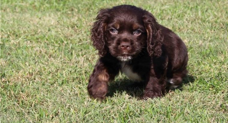 cocker spaniel puppies for sale