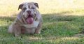 English Bulldog Puppies for sale