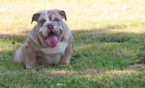 English Bulldog Puppies for sale