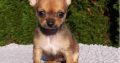Chihuahua pups ready for love home