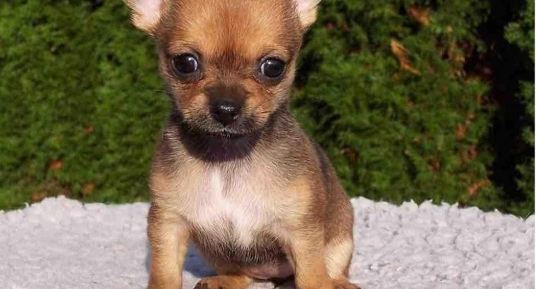 Chihuahua pups ready for love home