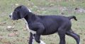 Adorable Great Dane pups for sale