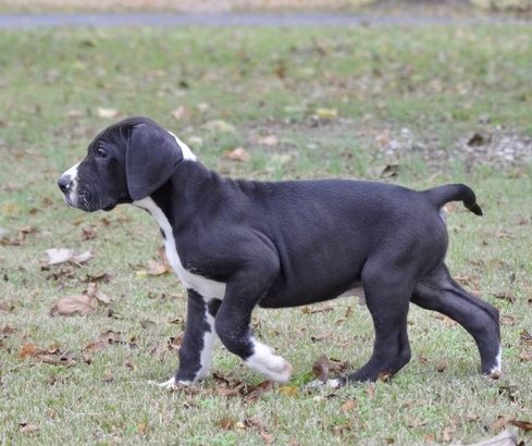 Adorable Great Dane pups for sale