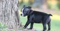 Bull Terrier Puppies Available for sale