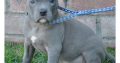 Pitbull Pups Puppies Available for sale