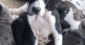 Adorable Great Dane pups for sale