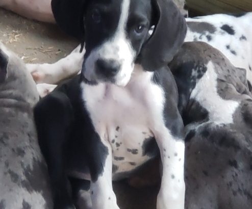 Adorable Great Dane pups for sale