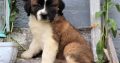 Saint Bernard Puppies Available for sale
