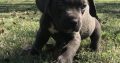 Cane Corso Italiano Puppies Available for sale