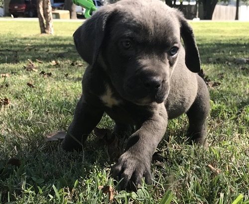 Cane Corso Italiano Puppies Available for sale