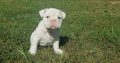 English Bulldog Puppies for sale