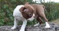 Bull Terrier