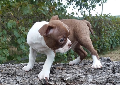 Bull Terrier
