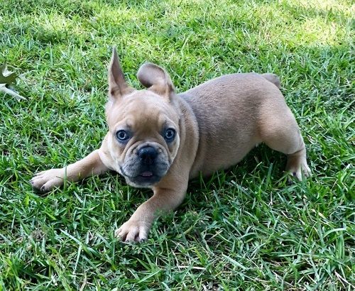 French Bulldog Puppies Available for sale